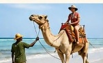 Camel Adventure