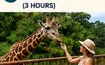 Giraffe Feeding Adventure