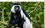 Monkey Trails Tour