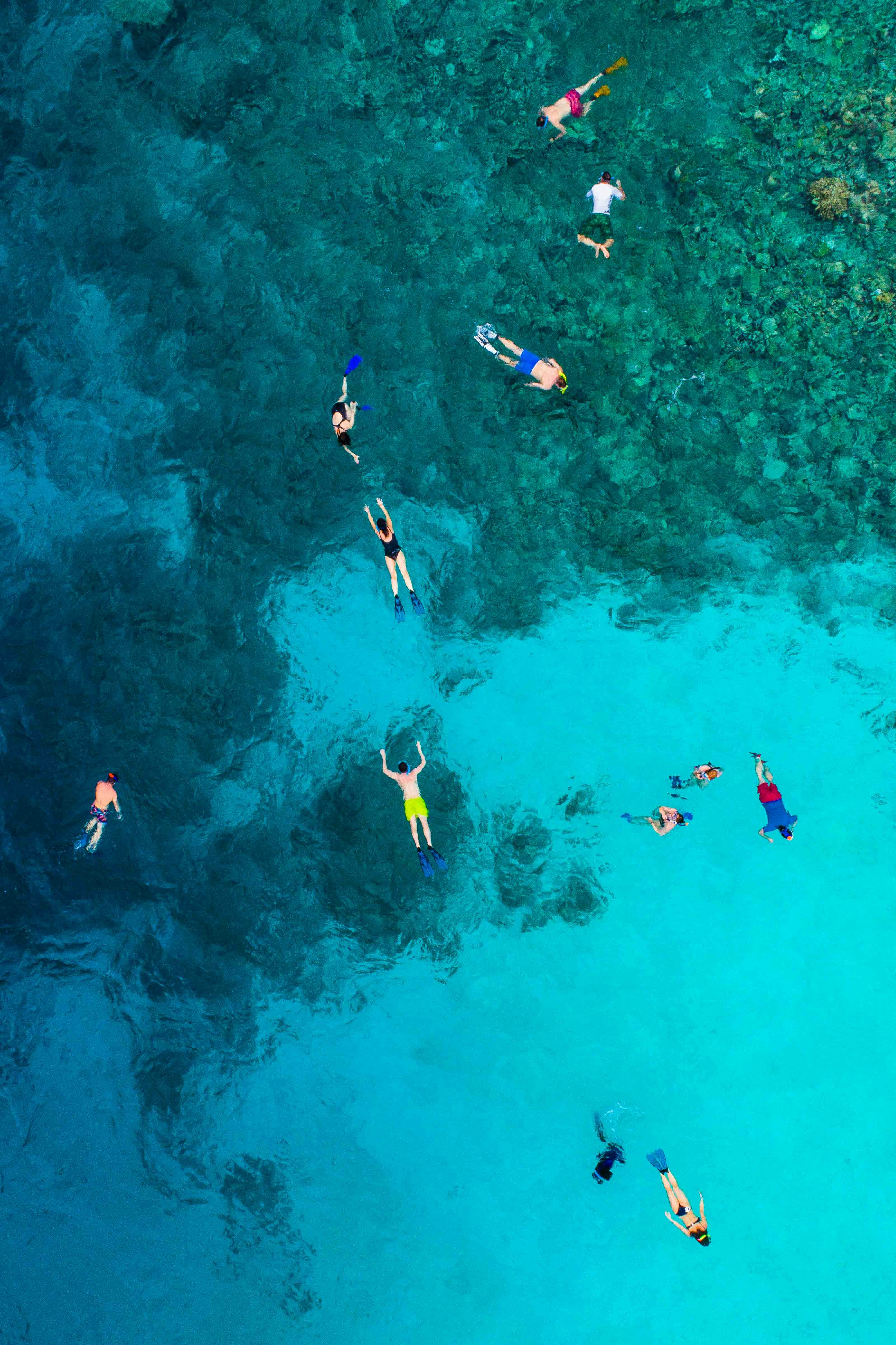 Dolphin & Wasini Island Tour